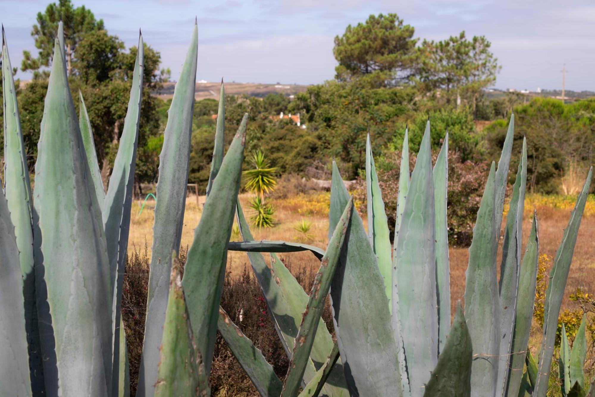 Monte Da Urze Aljezur - Agroturismo المظهر الخارجي الصورة